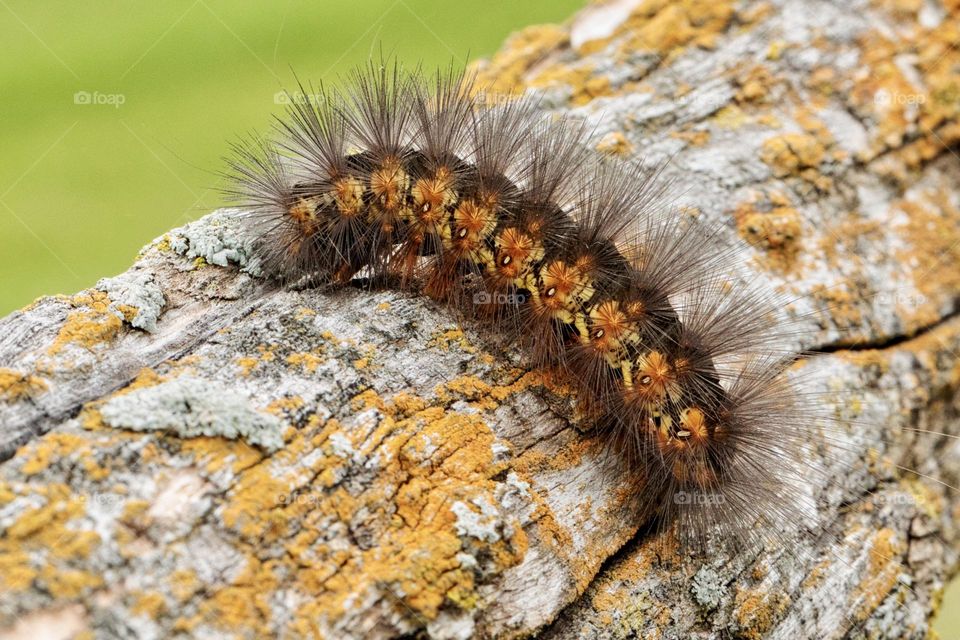 Salt Marsh Moth Caterpillar 