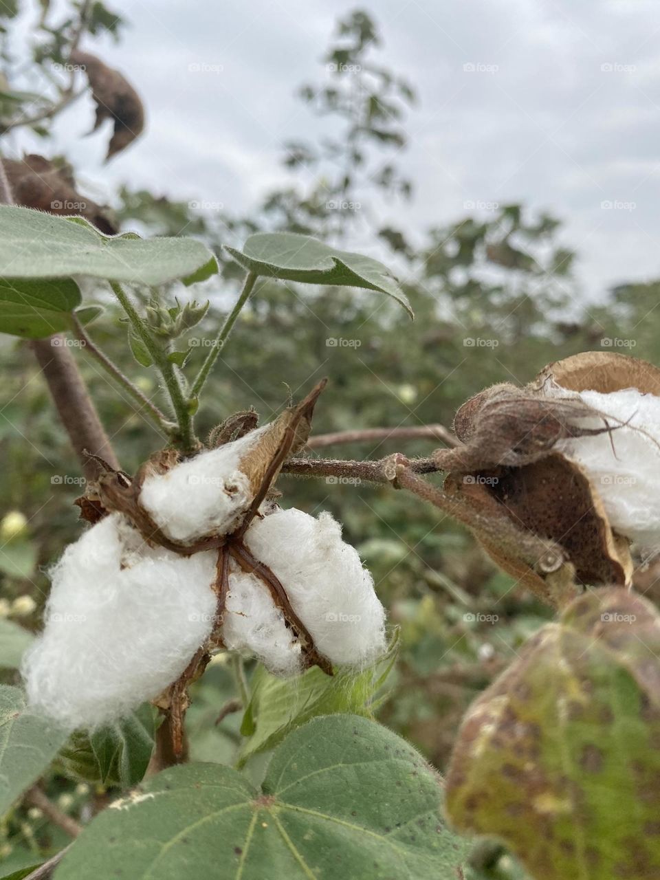 I come from a village and I am proud farmers Daugther . We at our village we do lot of cultivation . Here is our cotton farm photo .