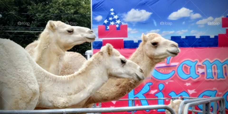 Three Headed Camel