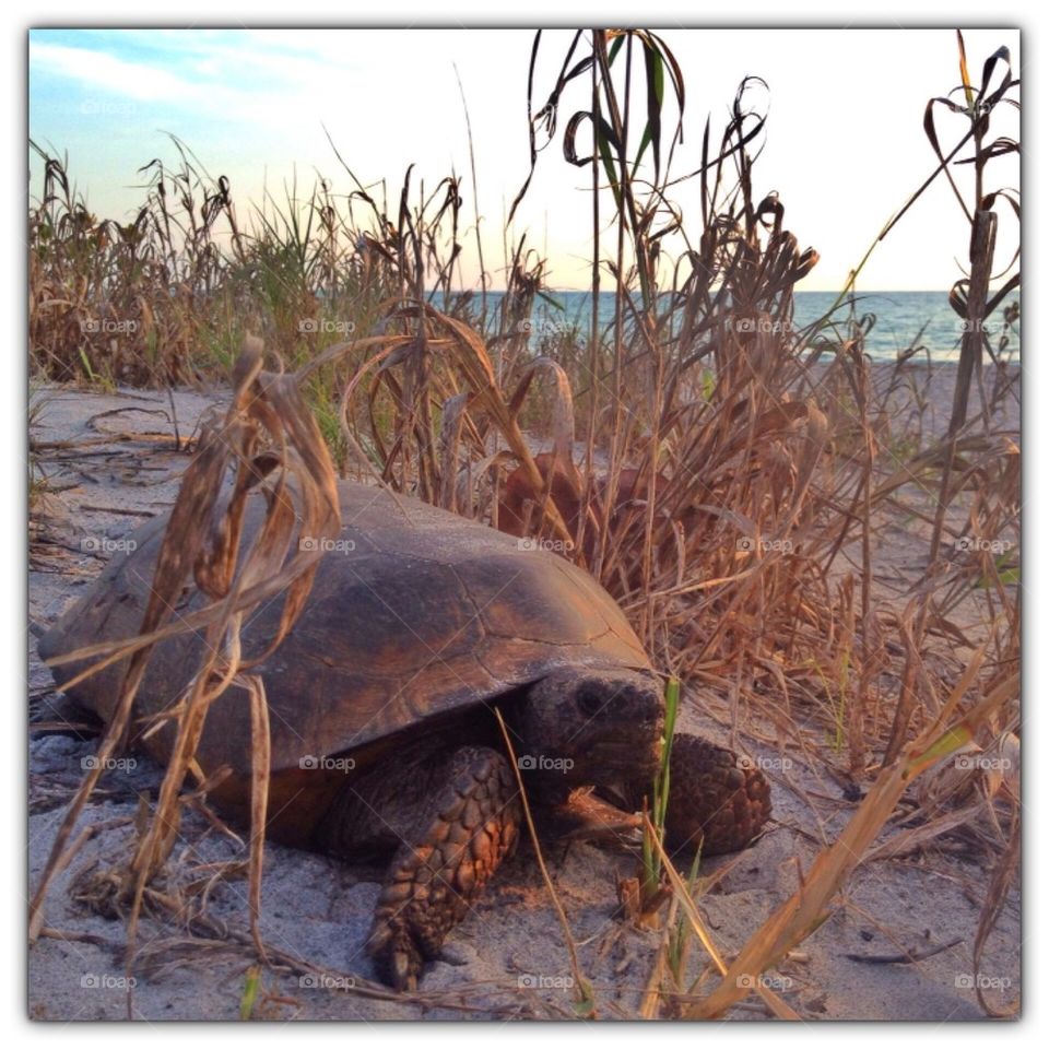 Beach Turtle