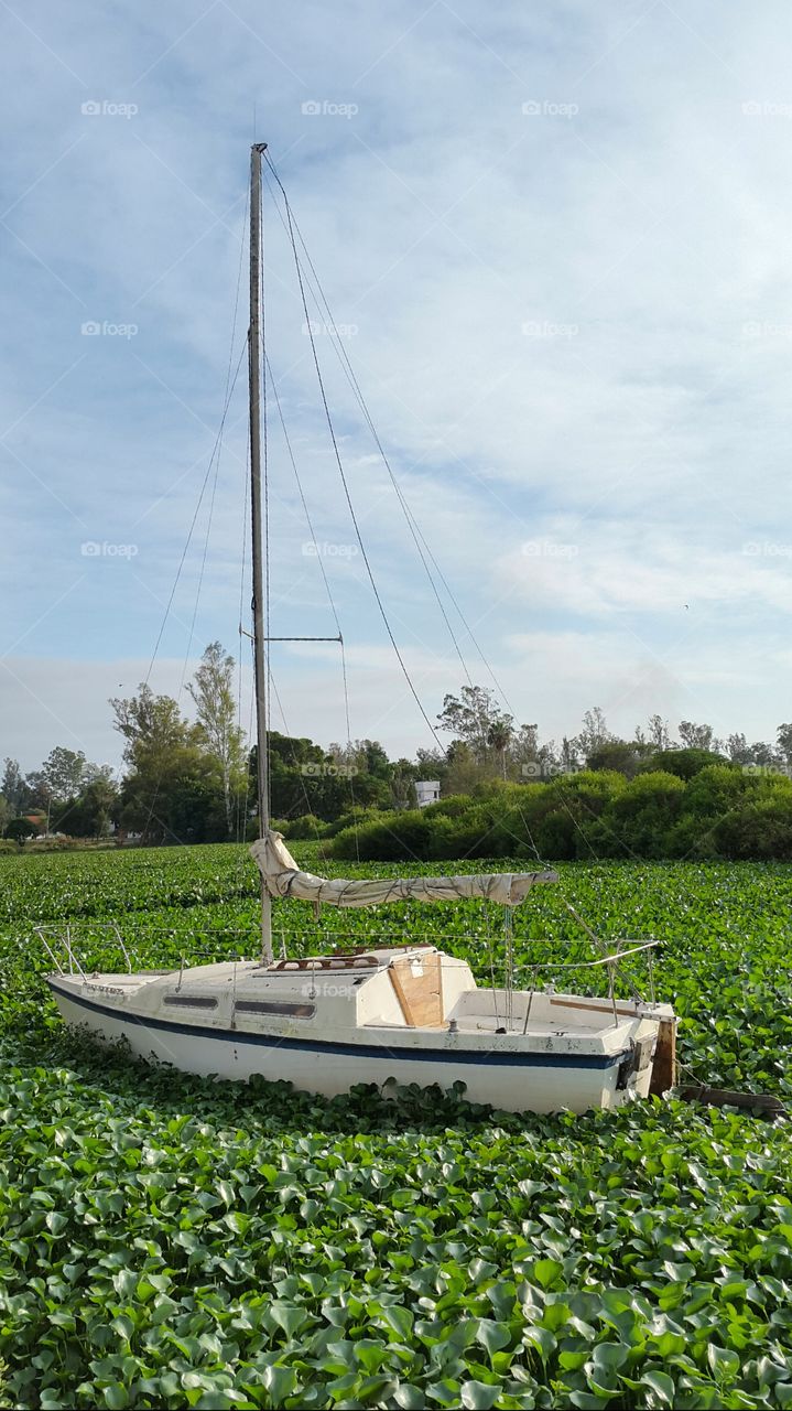 salina boat. sailing boat aground between camalotes