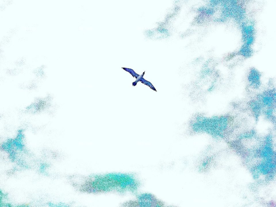 What a beautiful day to soar through the sky