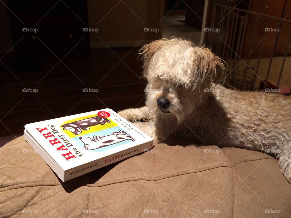 Dogs read too
