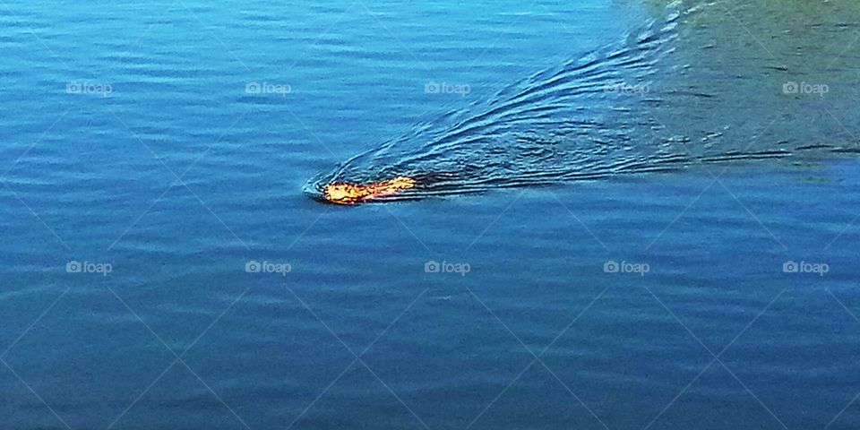a muskrat swimming out to gather supplies for its nest