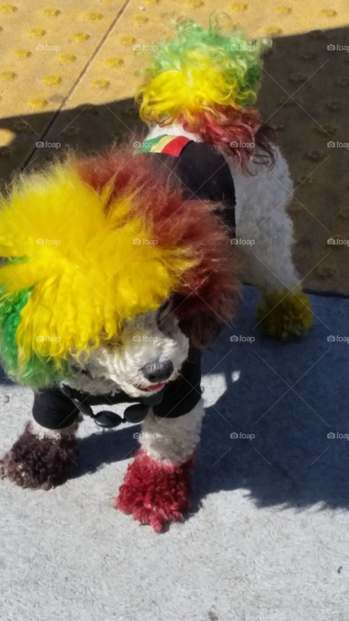 Rainbow RASTA Doggy