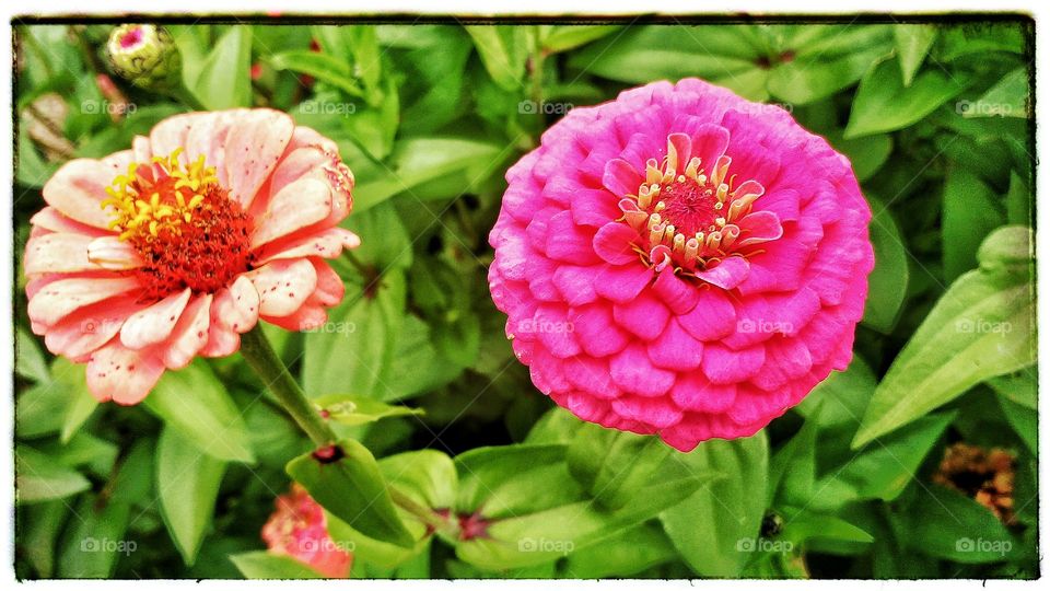 Flower, Garden, Nature, Flora, Summer