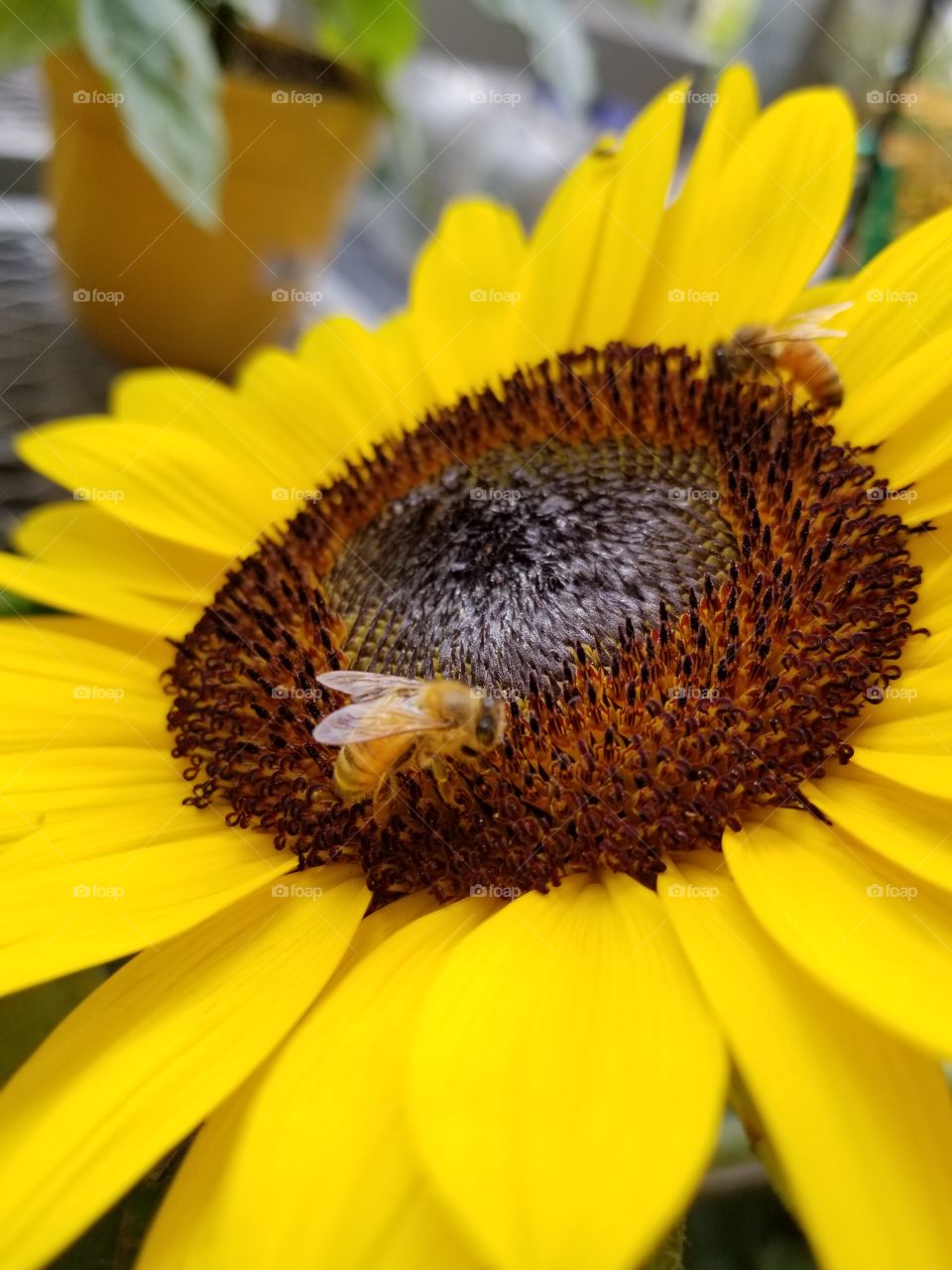 Happy Sunflower Happy Bees