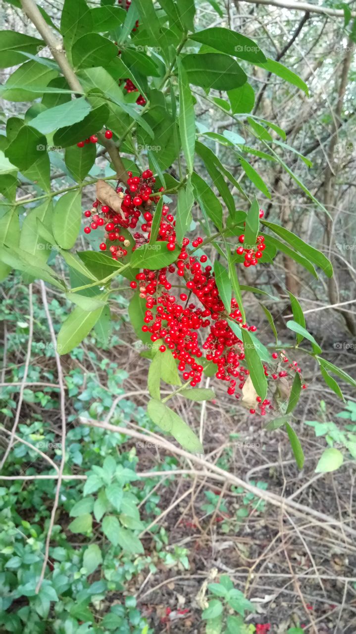 The wild red berries....