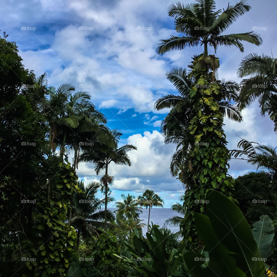 Jungle at Hawaii Tropical Botanical Garden