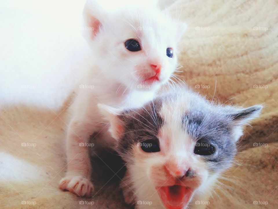 kittens are white and gray