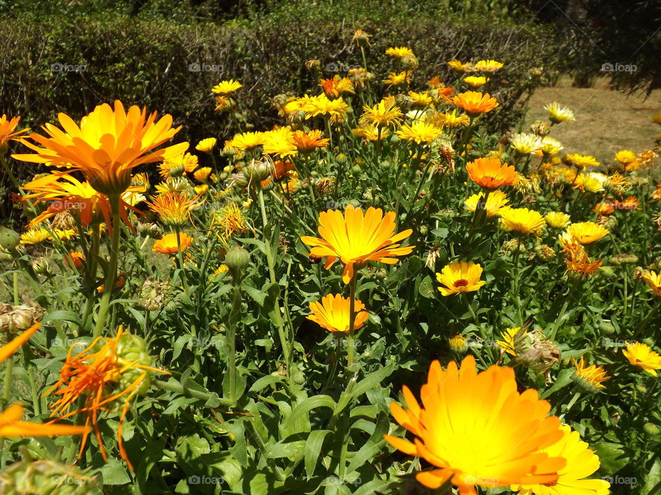 Calendula officinalis, known as marigold or daisy.