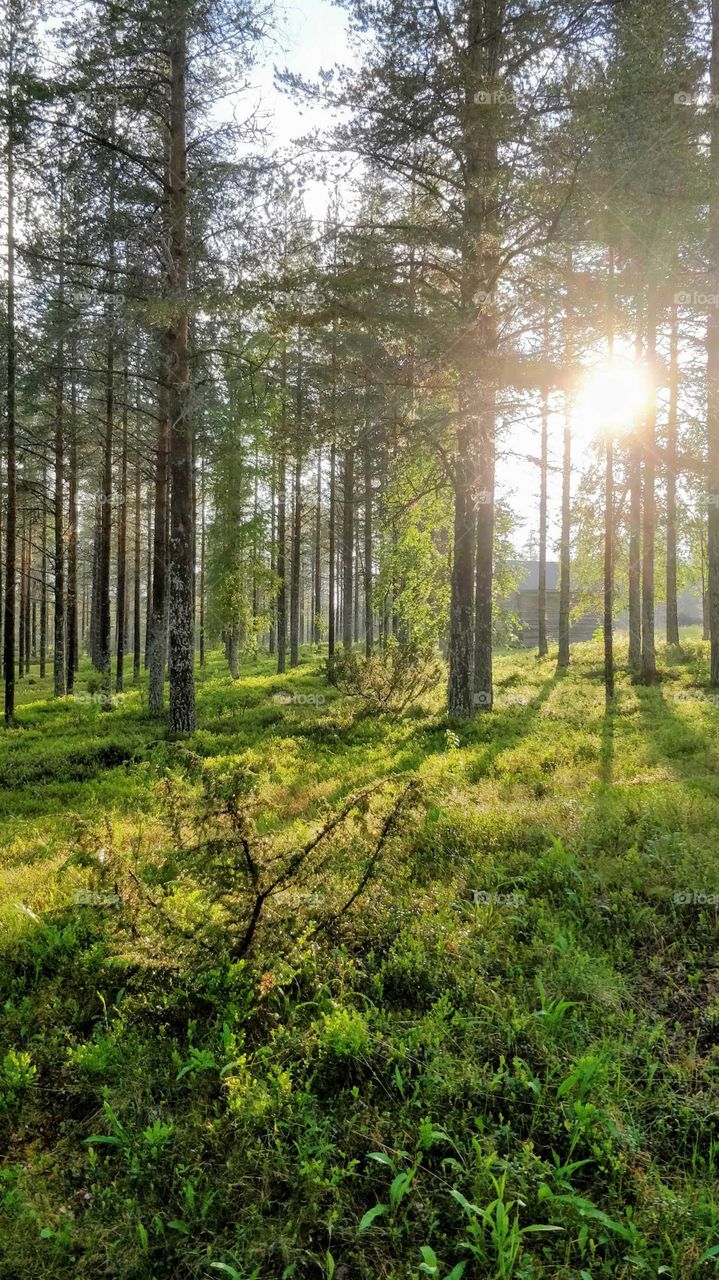 Forest and sun during midsummer in Finland