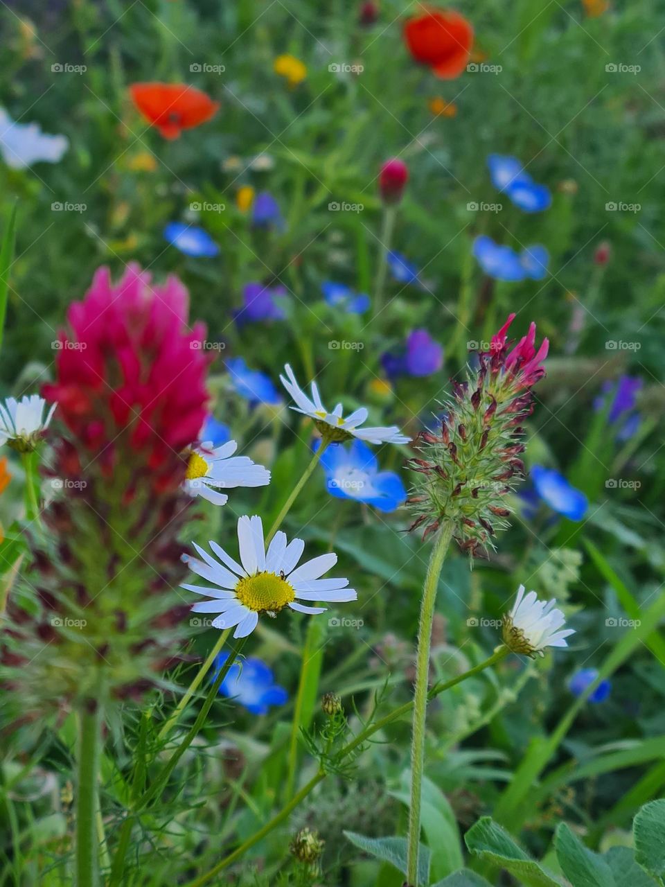 Summer flowers