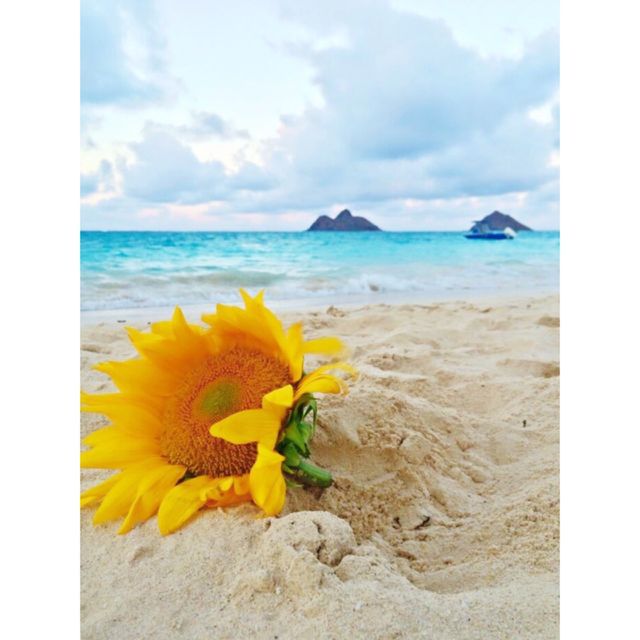 Paradise 