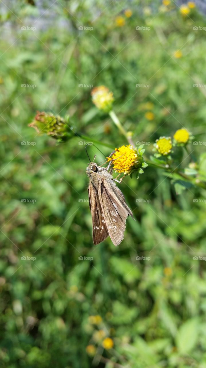 Skipper butterfly