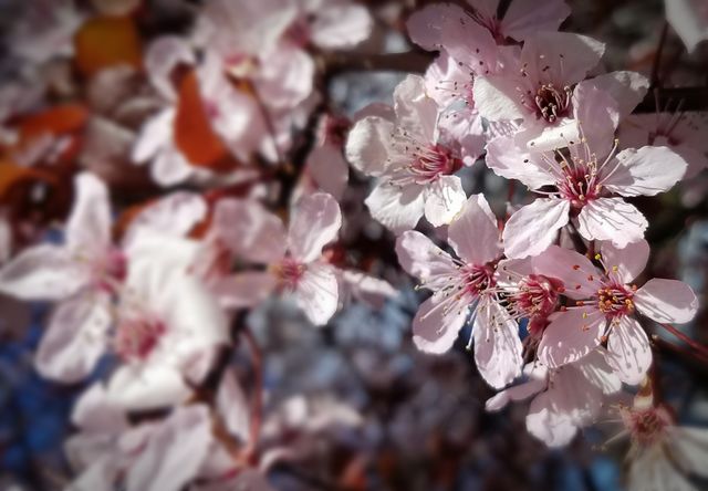 Spring Blossoms