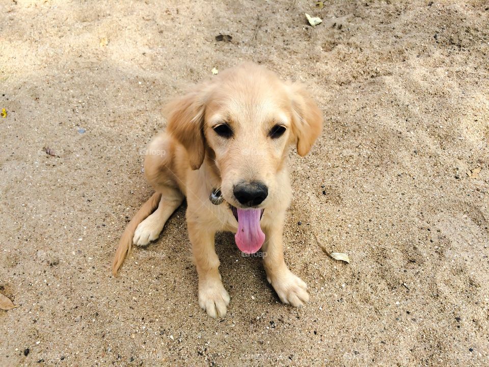 Golden retriever smiling and sitting on sand
