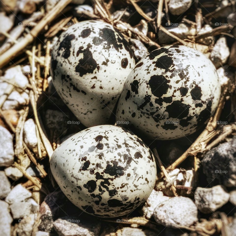 A Killdeer birds nest in the rocks with sticks and twigs