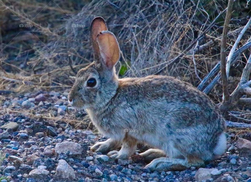 Desert Cottontail Rabbit, New Mexico