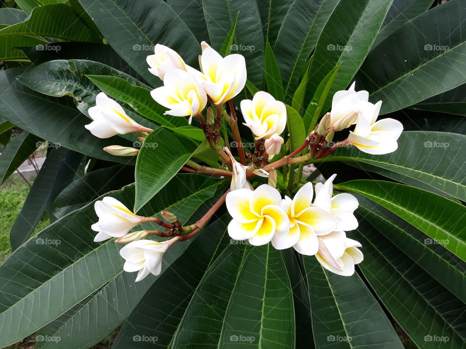 Flower with White, Yellow colour and Green leaves growing during Summer Season in Tropical Island.