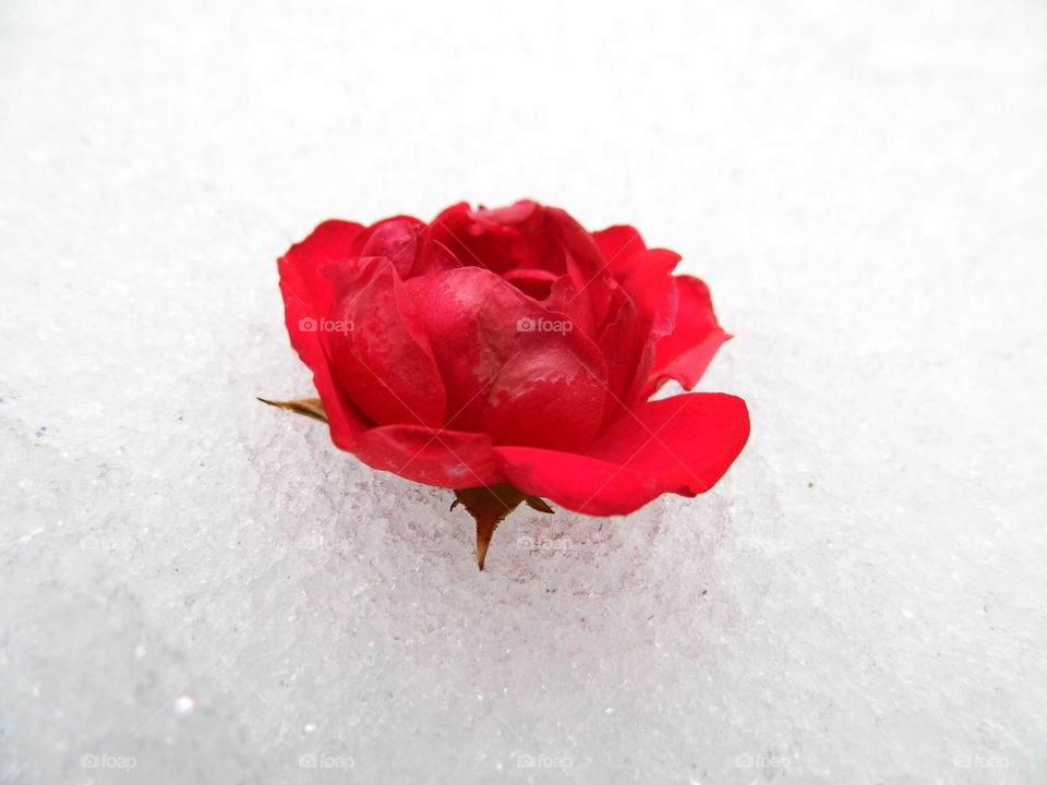 rose flower on snow