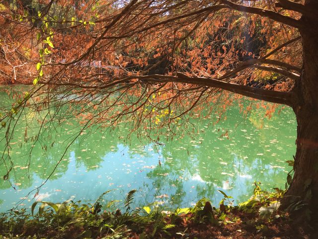 Autumn in the park of Inhotim in Brazil