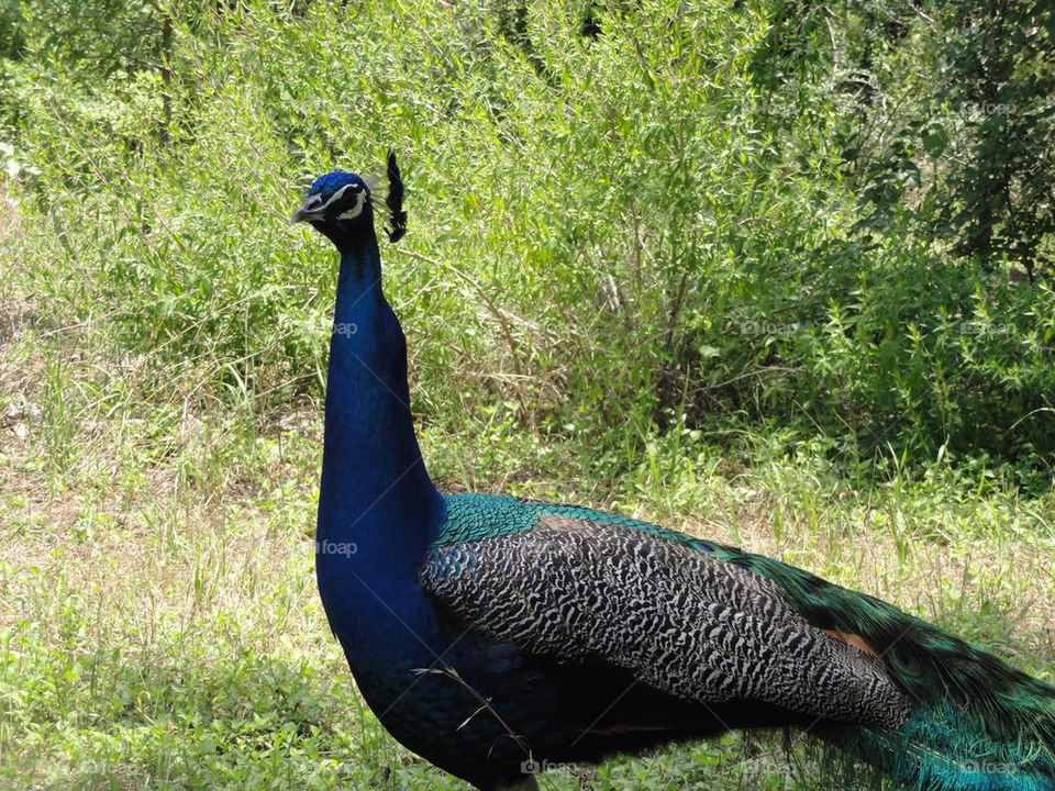 Peacock