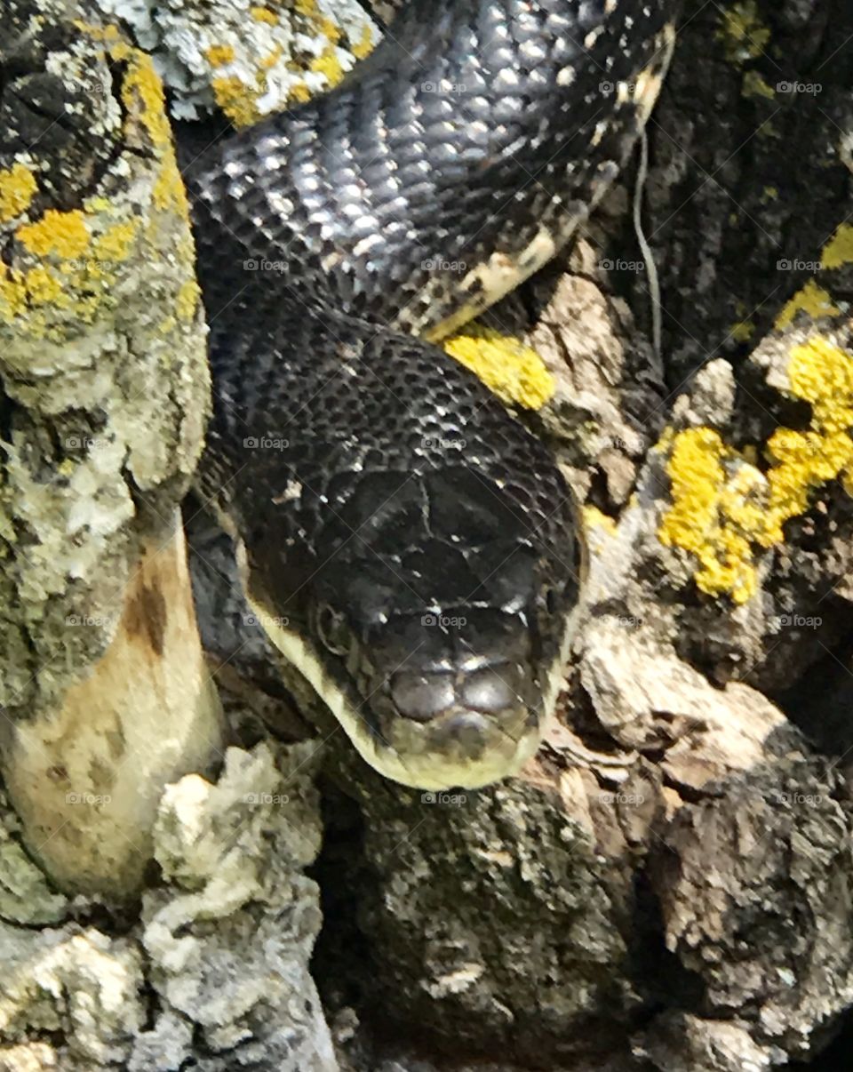 Black Snake in a Tree