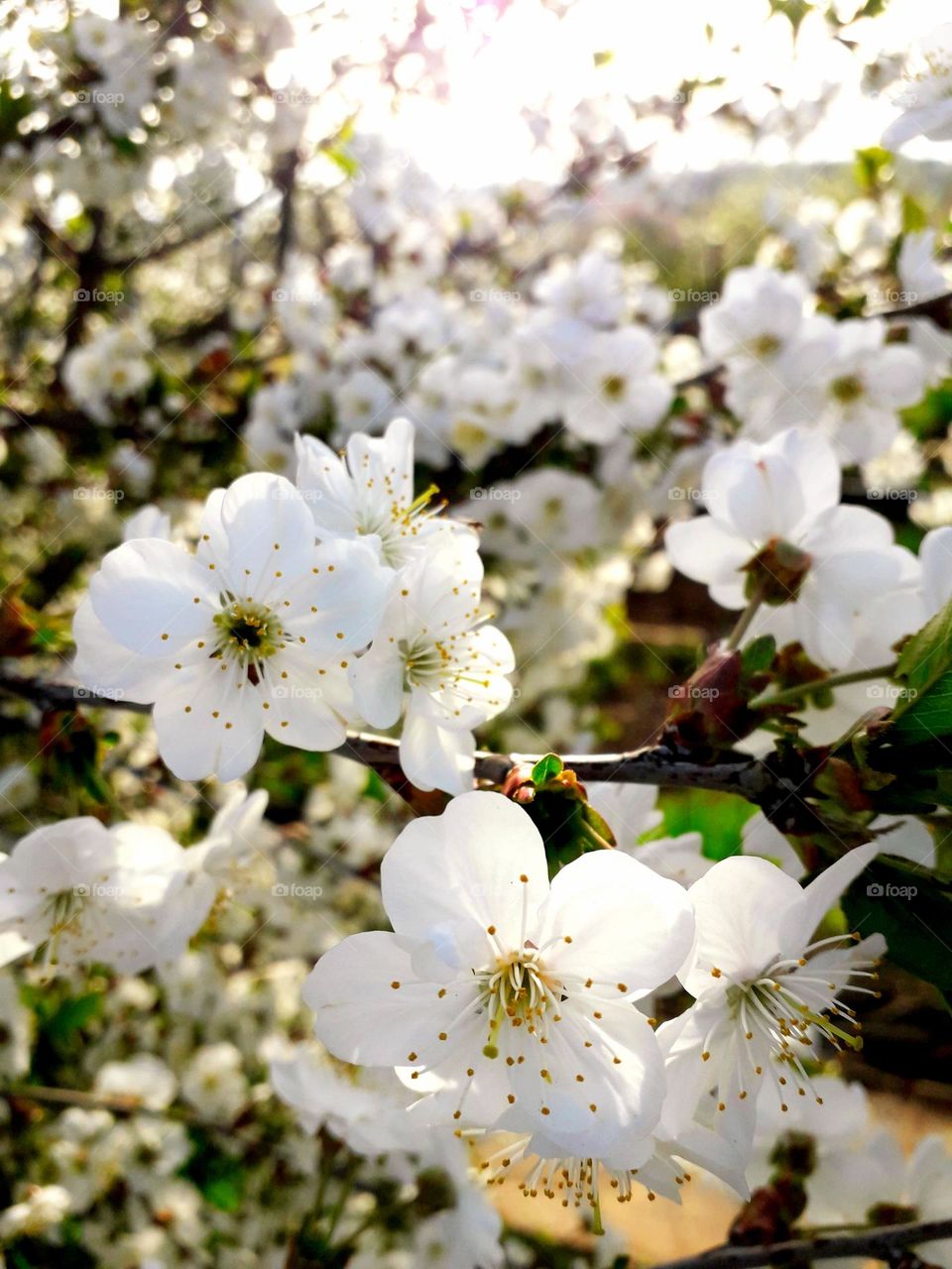 cherry flowers