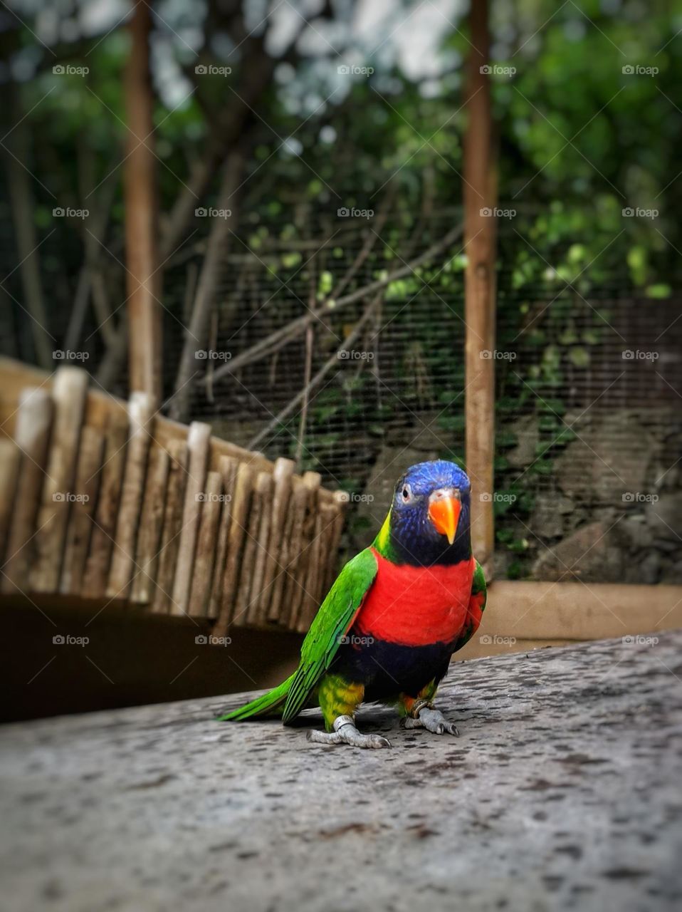 Nice, little, colourful parrot in a zoo.