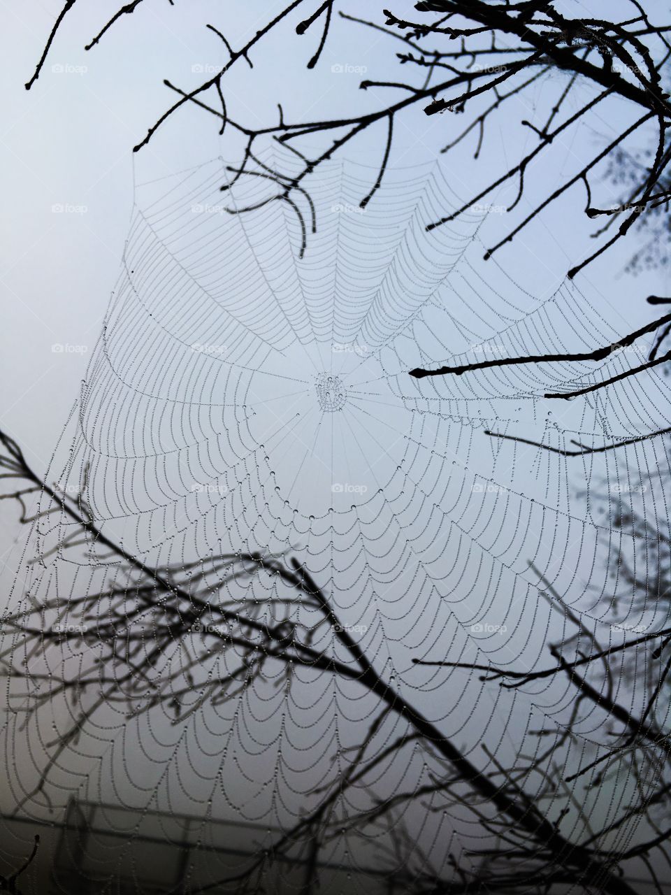 Spiderweb on a Foggy Morning