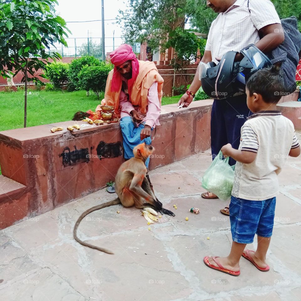 A child giving food to the langoor monkey.