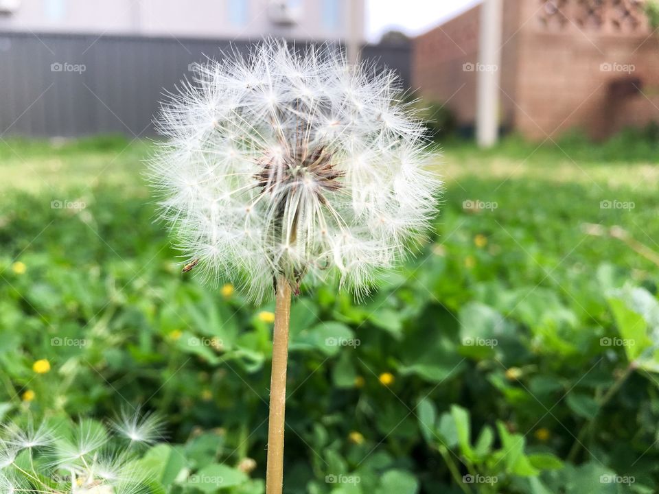 Single delicate wispy dandelion seed head against blurred green grass background 