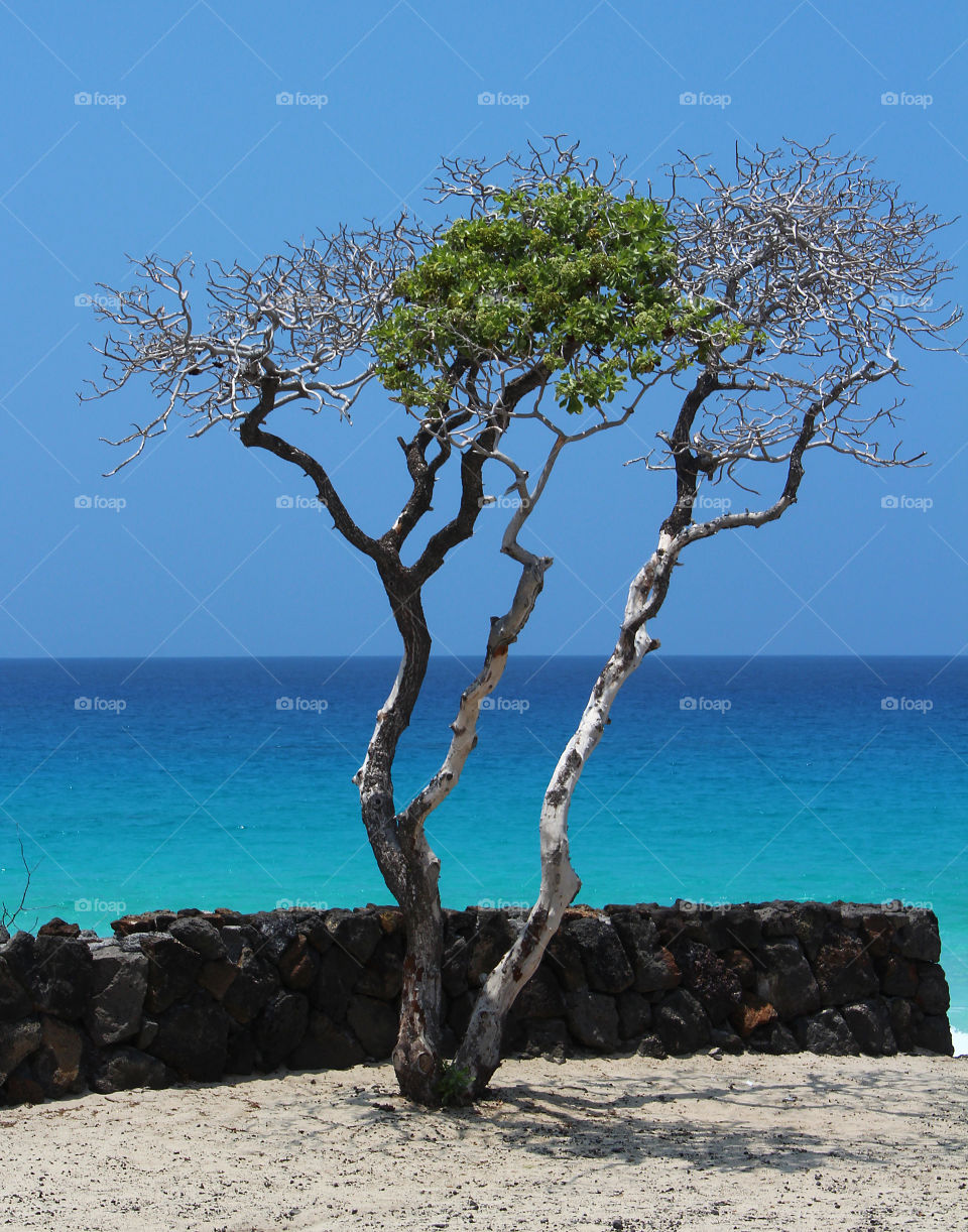 Individual tree with ocean background