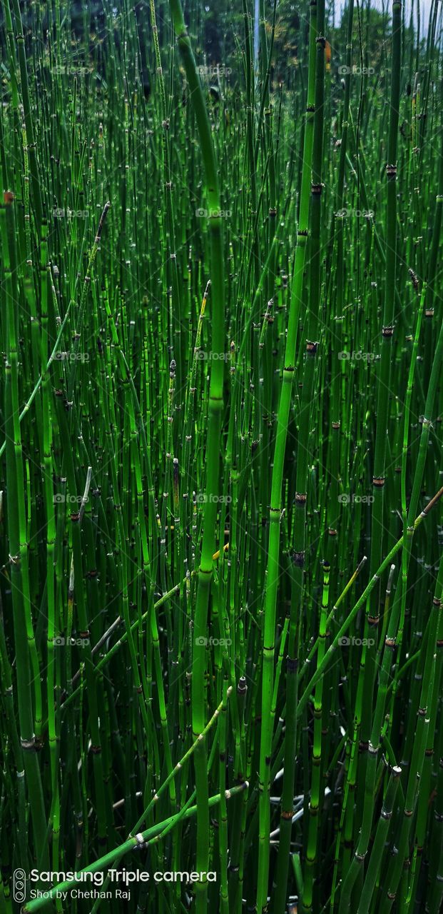 nature's love (baby bamboo )