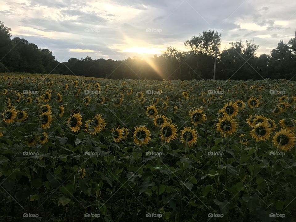 Agriculture, No Person, Sunflower, Outdoors, Growth