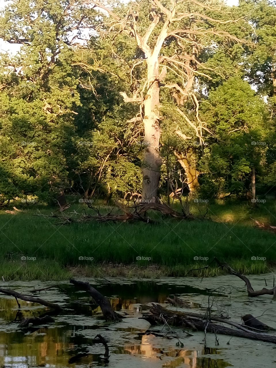 polish nature,   trees at the river pools,  spring