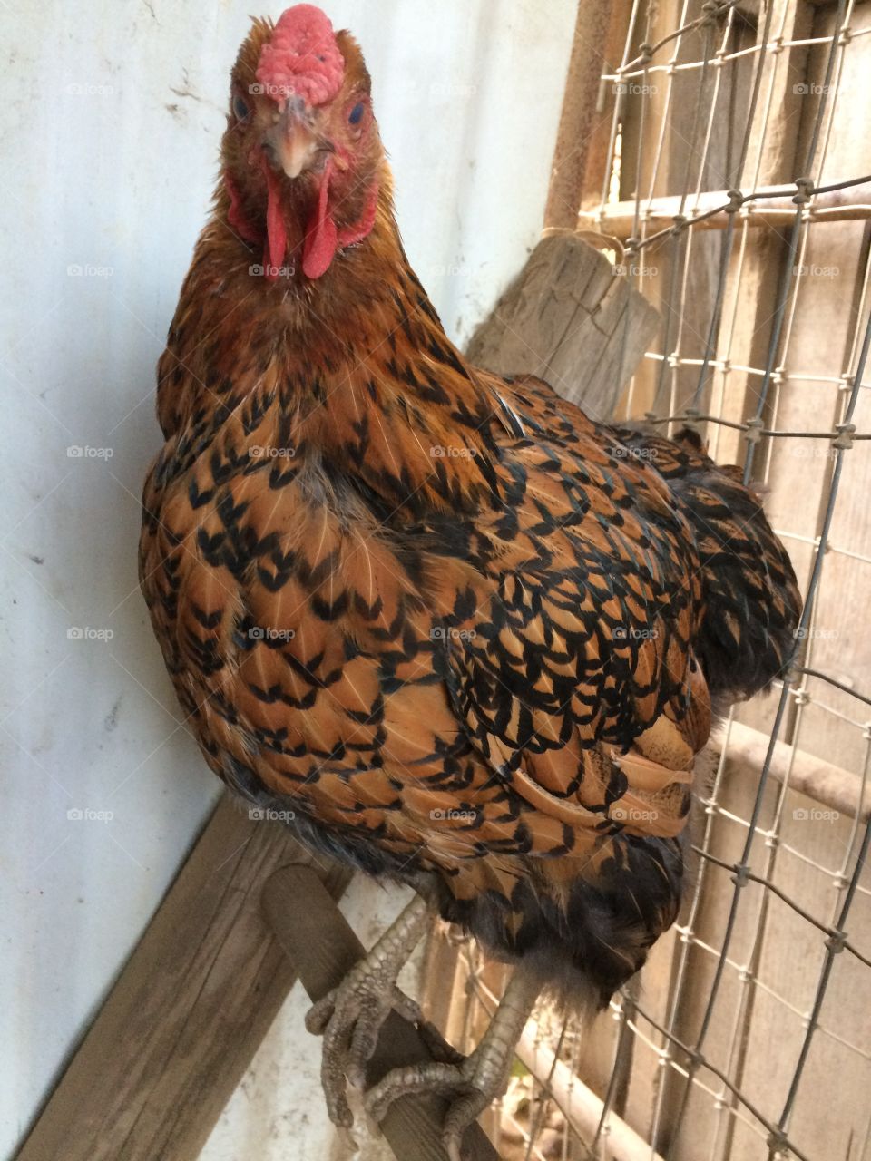 Speckled brown hen on roost