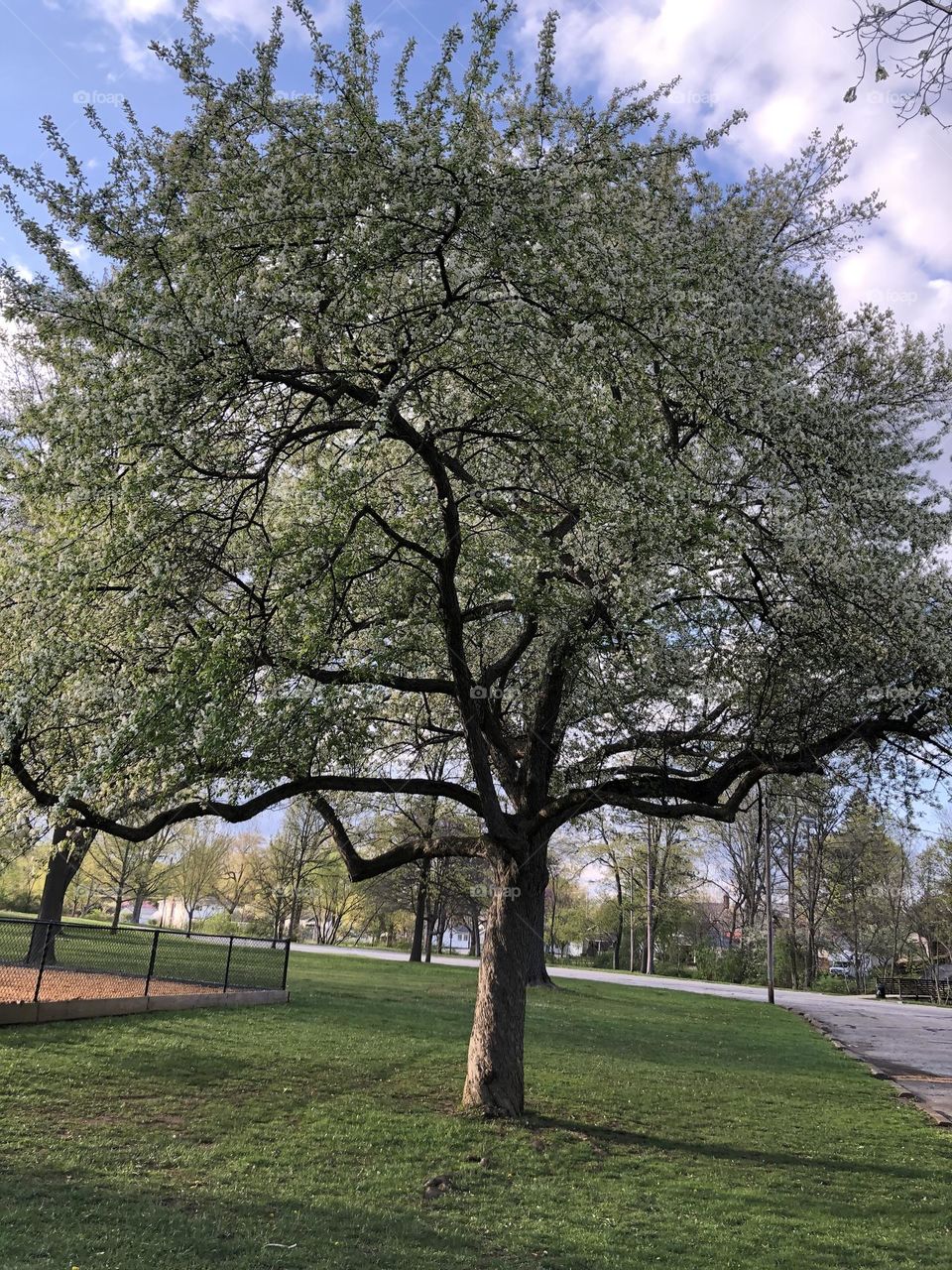 A tree with little white budded flowers and dark tree bark