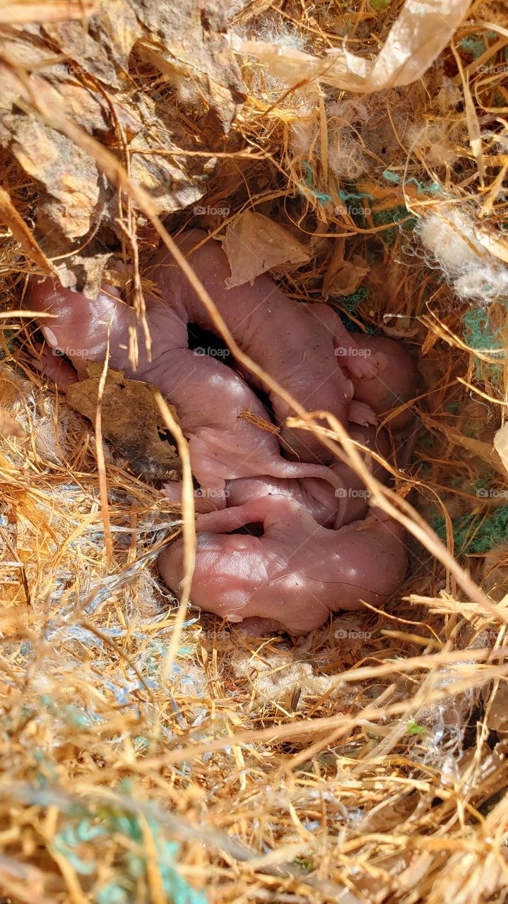 Baby squirrel's born during the Coronavirus pandemic🐿