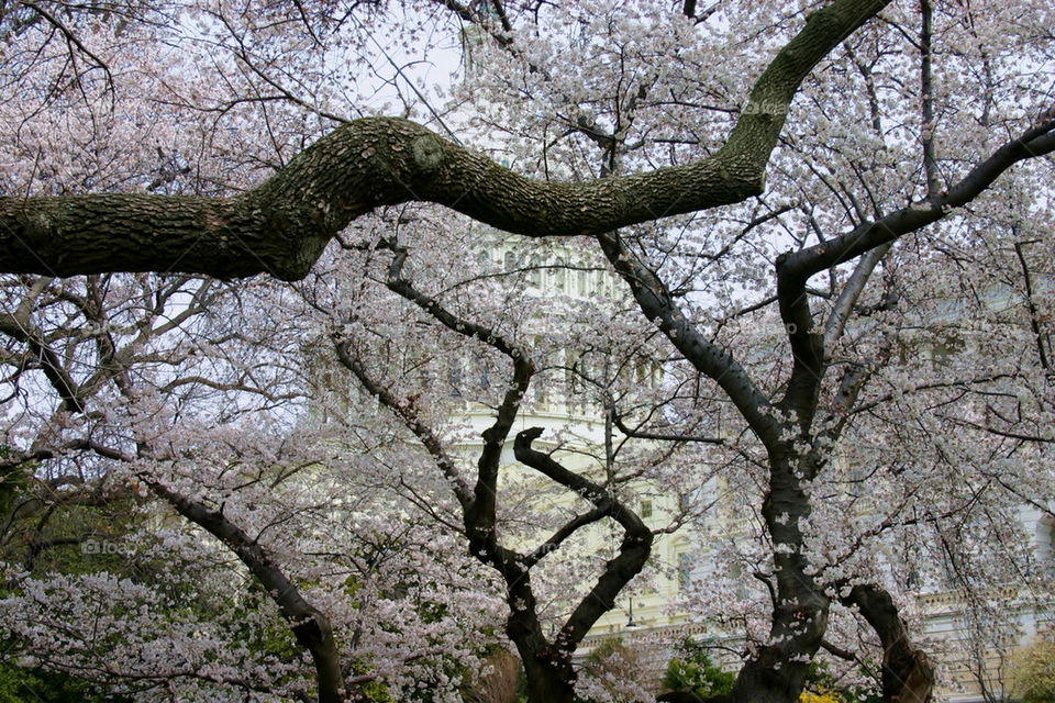 View of blossom cherry tree