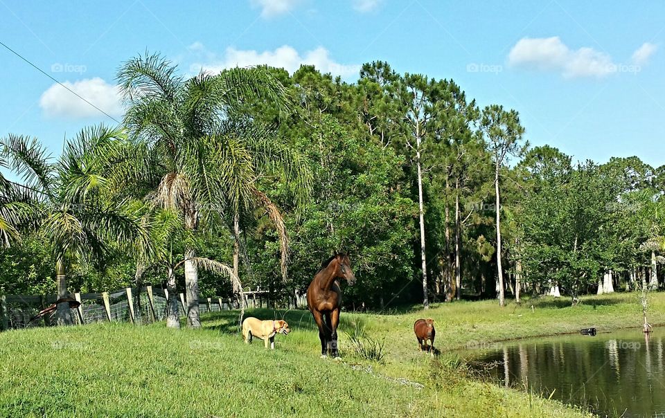 Farm life