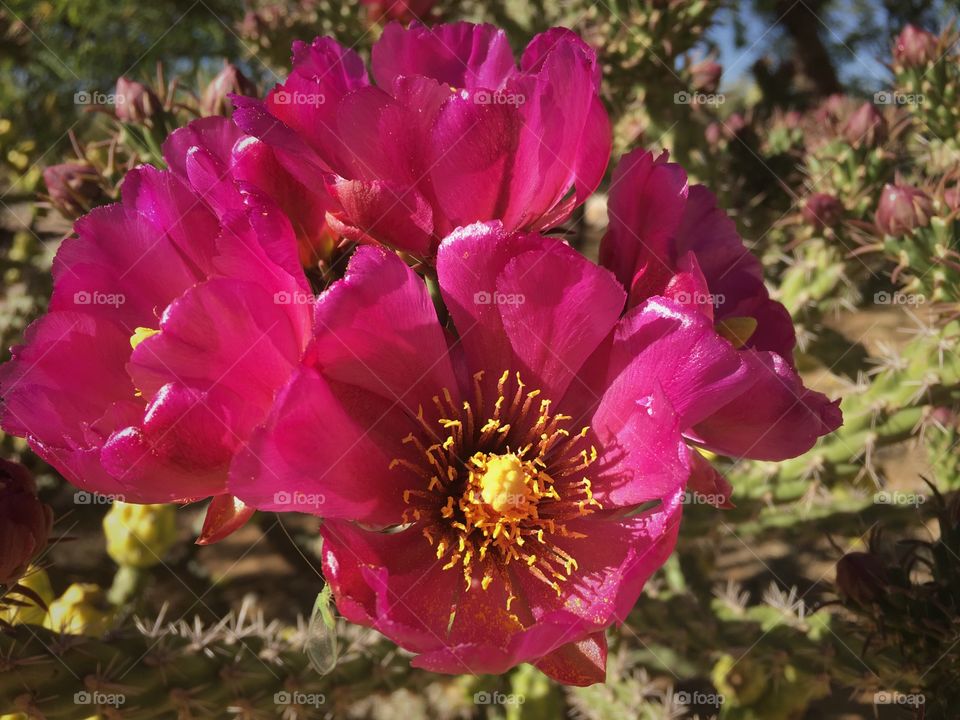 Pink cactus flower bloom in Arizona 