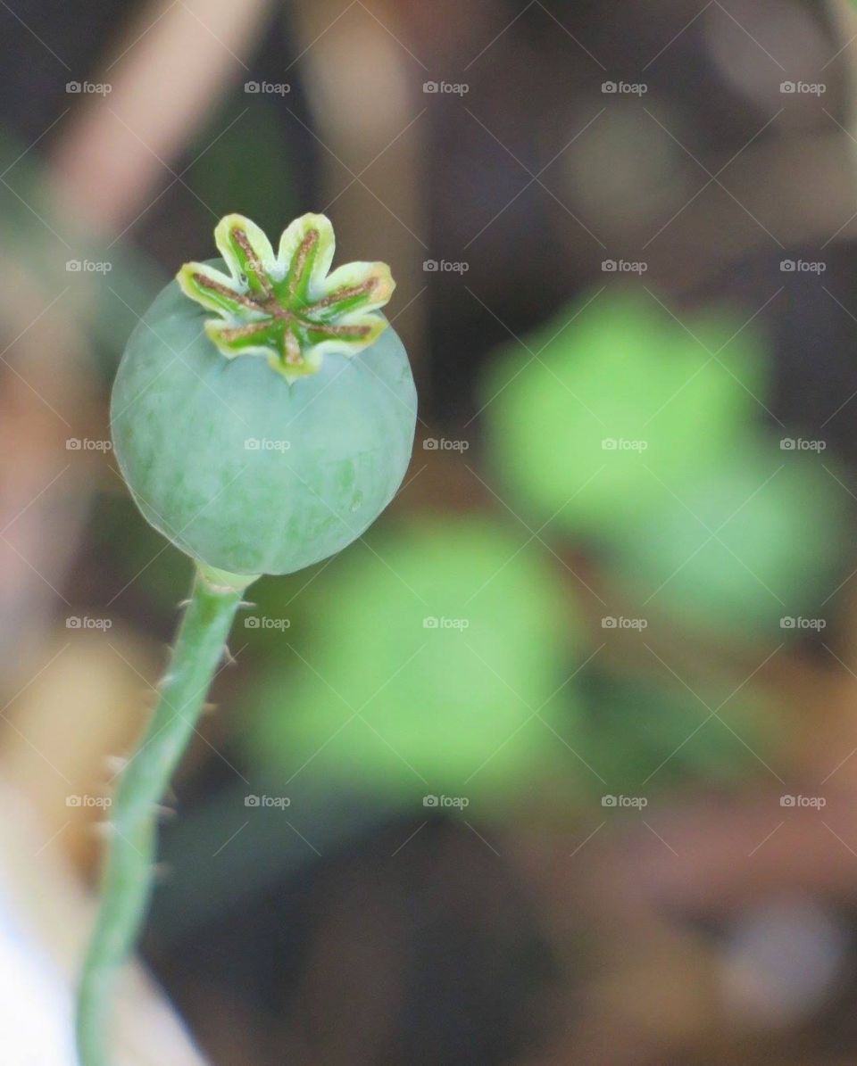 Seed capsule