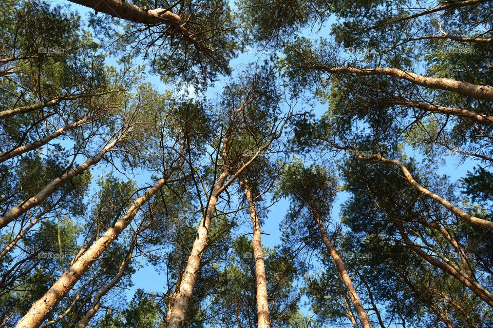 Low angle view of trees