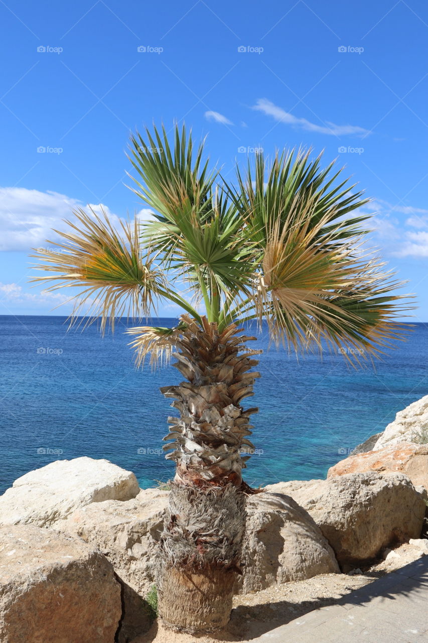 Lonely Palm Tree In Calpe Spain
