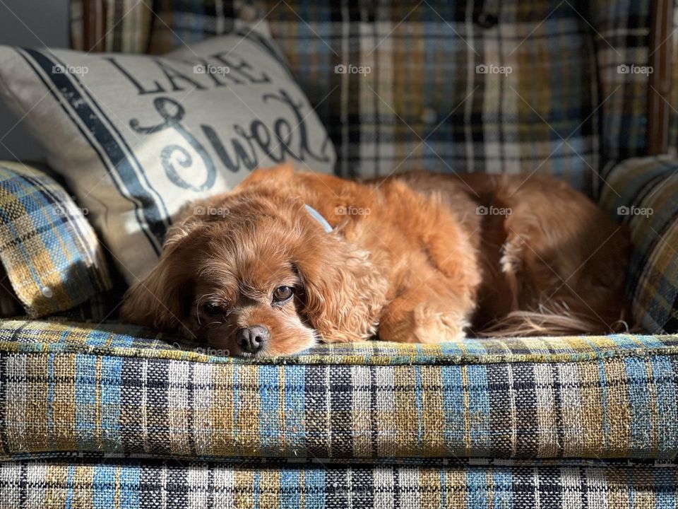 A cozy comfy chair filled a lovable Cavalier King Charles Spaniel