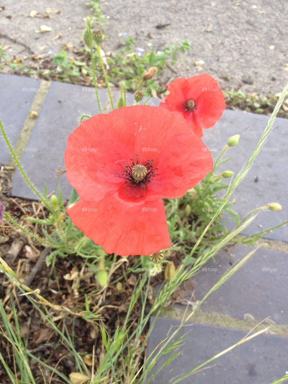 Poppys in remembrance 