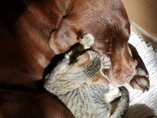 Incondicional Love