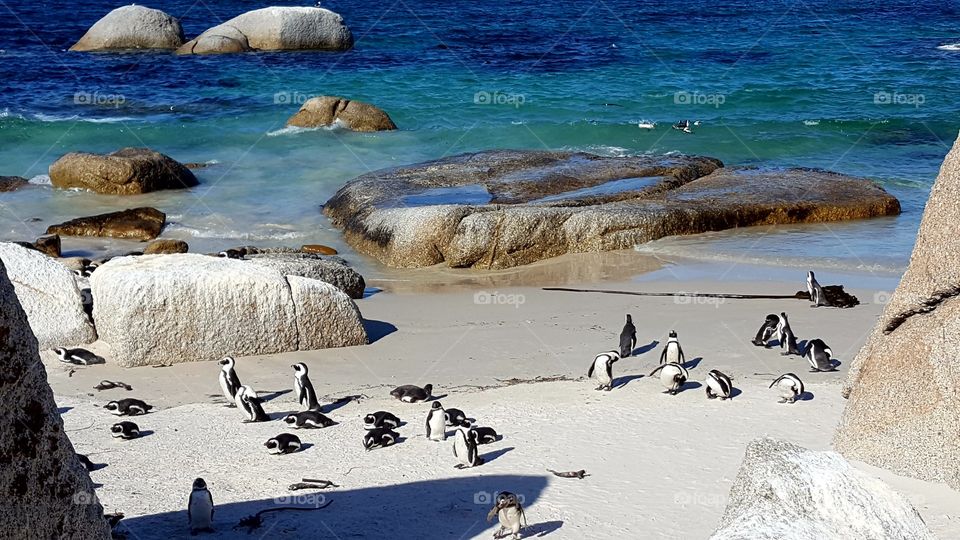 Pinguin beach